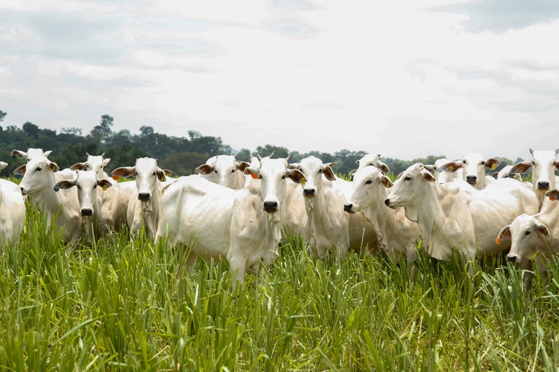 Produção agropecuária de 2025 consolida Goiás como liderança nacional