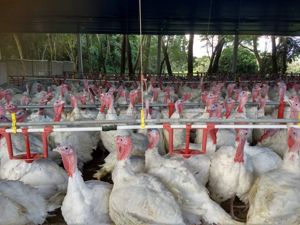 Paraná teve maior crescimento do Brasil nas exportações de carne de peru de janeiro a julho