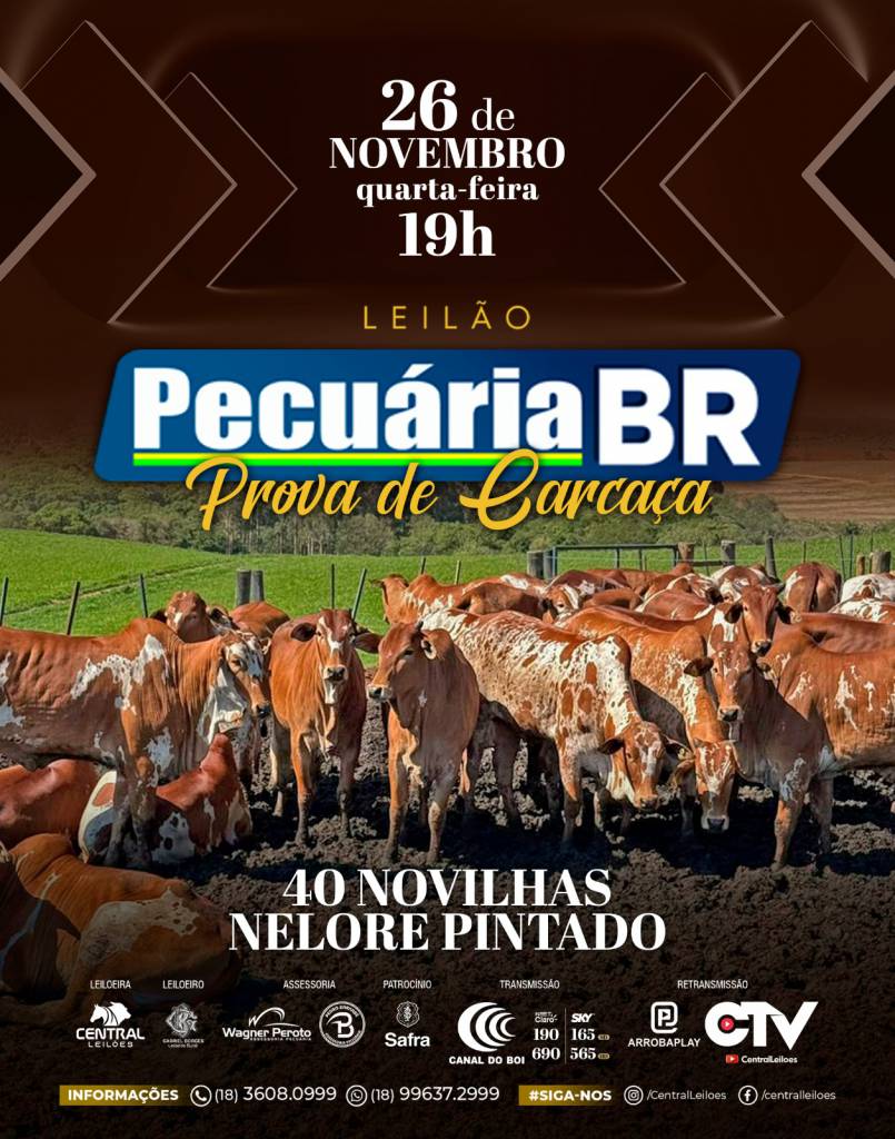 Pecuária BR oferta novilhas nelore pintado nesta quarta-feira no Canal do Boi