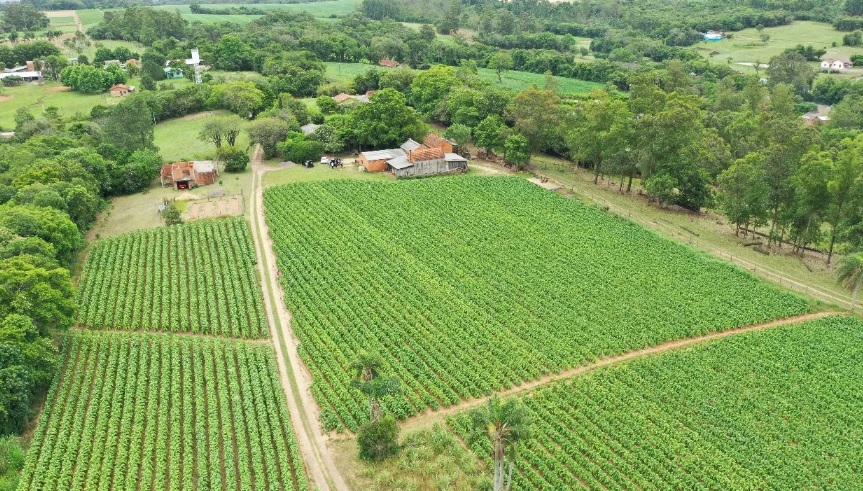Exportação de tabaco em 2025 deve superar ano passado e atingir cerca de US$ 3 bi