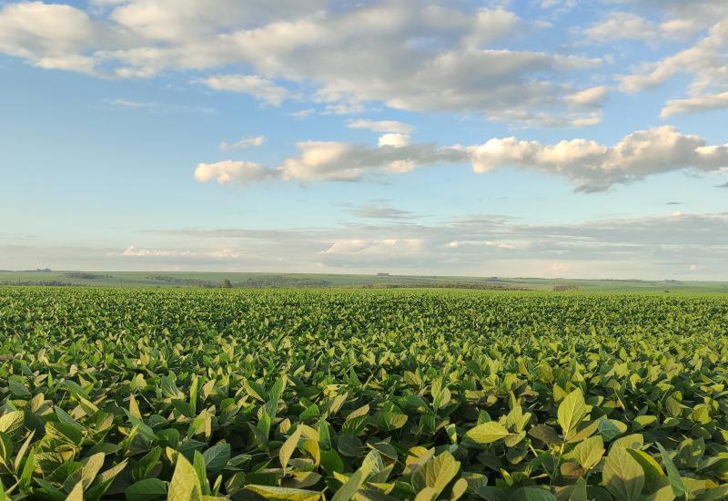 Área plantada alcançou 99,4% no Estado do Mato Grosso do Sul 