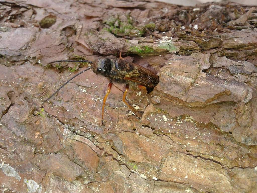 Em Santa Catarina, Comitê Estadual de Sanidade Florestal discute ações de defesa sanitária e controle pragas