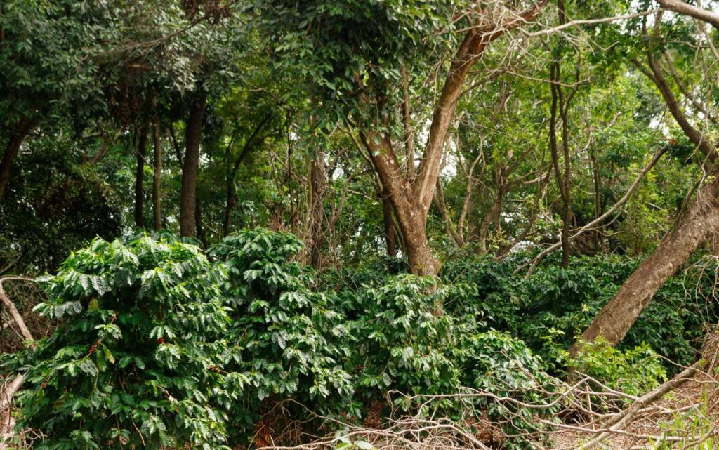 Comitiva de MS conhece experiência de produção agroflorestal de café em assentamento de São Paulo