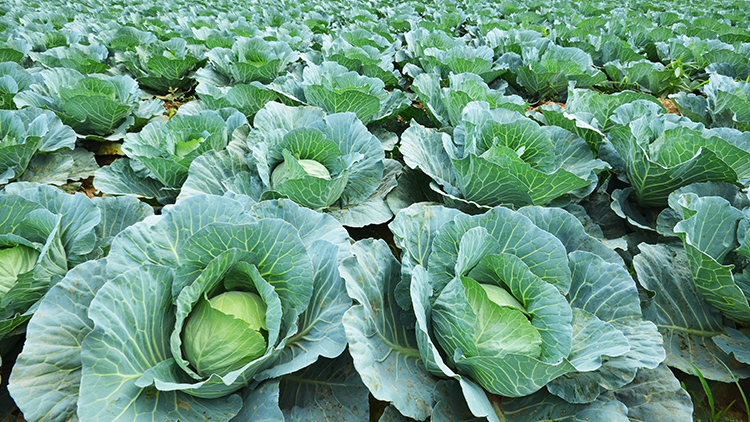 ProHort revela queda de 10% no preço do repolho e aumento de 20% no valor da couve-flor e brócolis