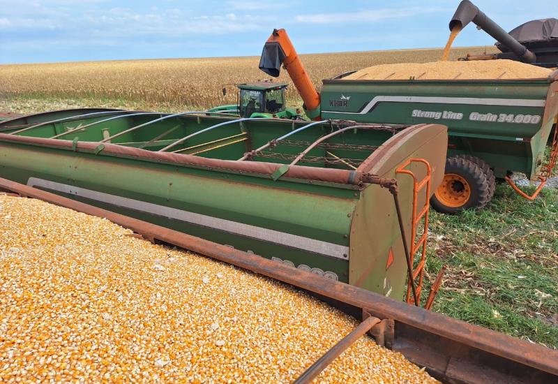 EUA vendem 1,23 milhão de t de milho da safra 2025/26, aponta USDA