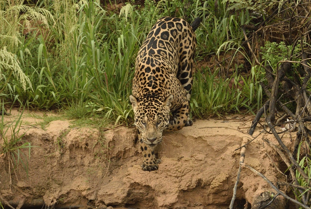 Pesquisa inédita do IHP vai estimar população de onças-pintadas na Serra do Amolar