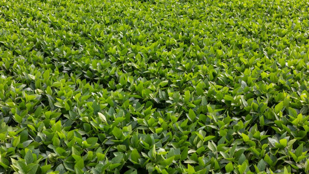 Aprosoja MT comemora decisão de grandes tradings agrícolas de comunicar formalmente às organizações da sociedade civil sua saída da Moratória da Soja