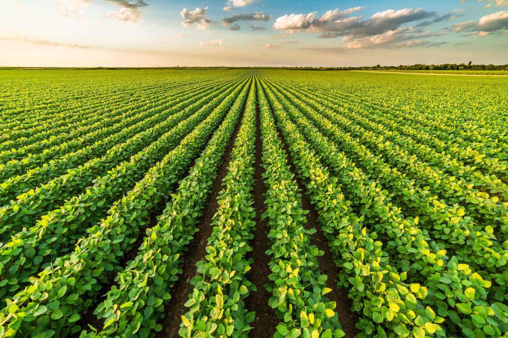 Clima favorável e avanço da colheita pressionam prêmios de exportação da soja