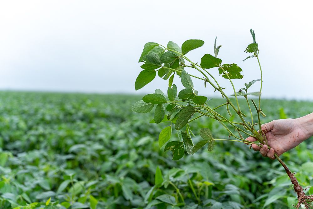 Quarta Temporada do MT Clima e Mercado chega à região sul do estado