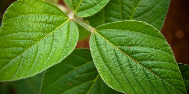 O agro brasileiro é sustentável: onde está a novidade?