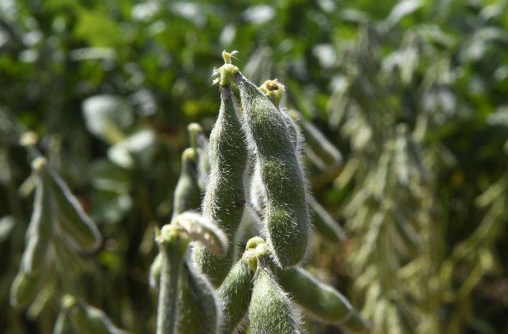 Iagro alerta: quase 1 milhão de hectares de soja ainda não foram cadastrados em MS, e prazo se aproxima do fim