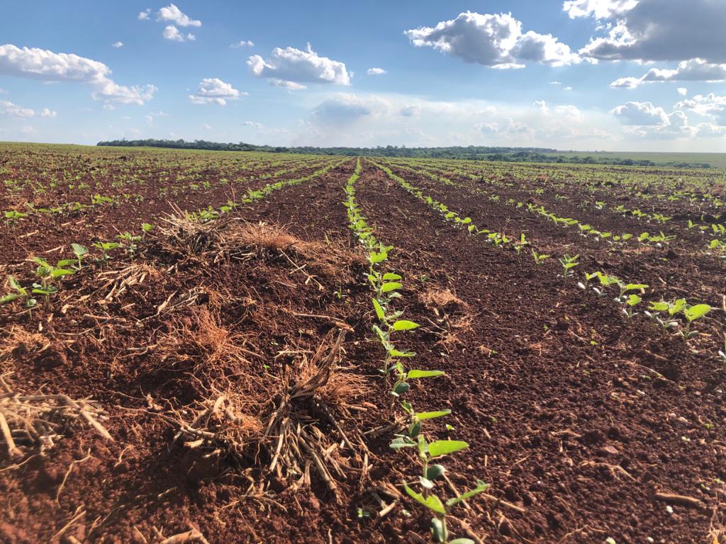 Plantio liberado: Safra de soja deve ter aumento de 6% na área plantada e 8,1% na produção em MS