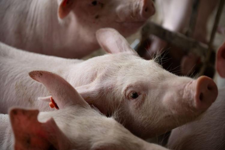 Novo status sanitário amplia credibilidade da suinocultura de MS e impulsiona abates e exportações