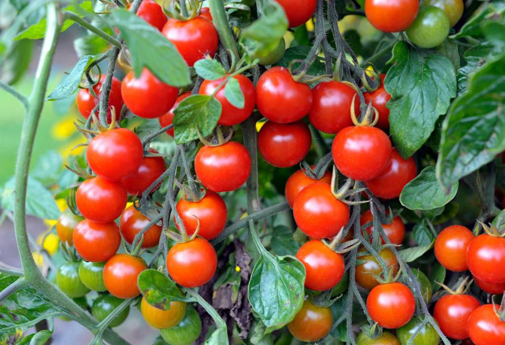 Oferta cresce e derruba preços do tomate nas principais praças do Sudeste