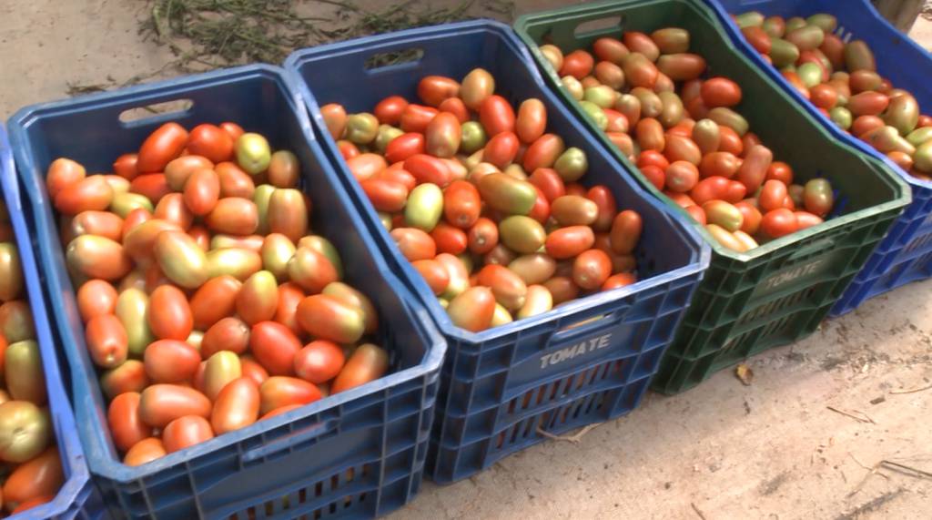Safra de tomate industrial 2024 retrocede e deve voltar ao patamar de 2022