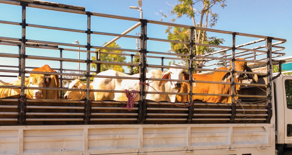 Faesp pede diálogo para construção da normativa sobre transporte de animais