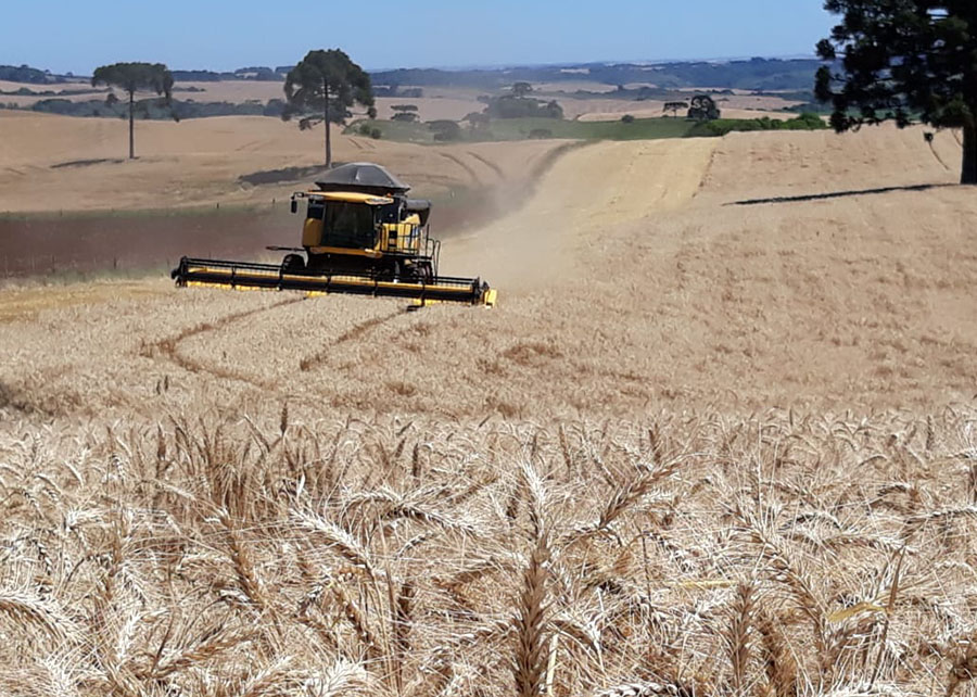 Estudo mostra como o Brasil pode reduzir em até 38% a pegada de carbono na produção de trigo