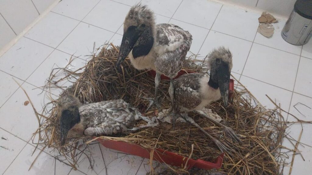 Primeiro posto avançado do Brasil para desastres com fauna é instalado no Pantanal