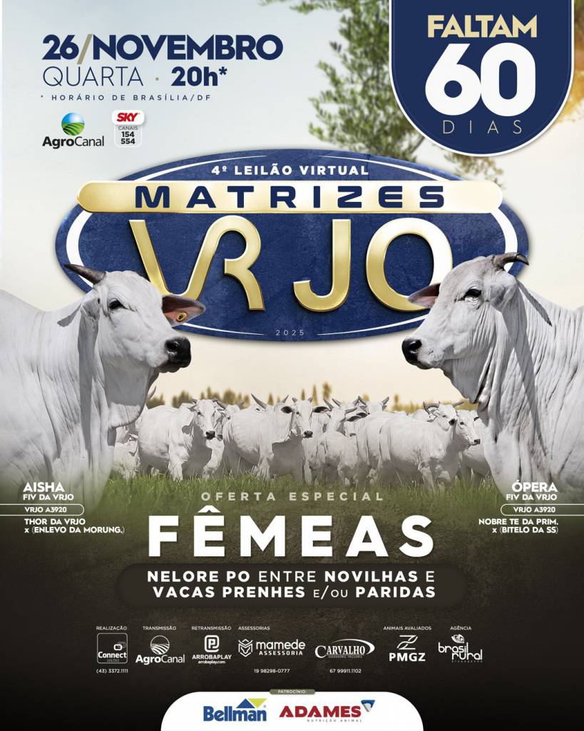 Nelore VRJO oferta fêmeas nelore PO hoje às 20h no Agro Canal