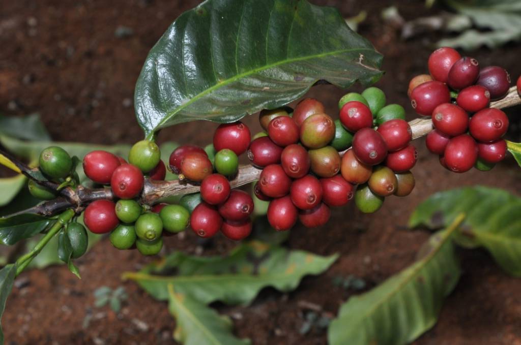Exportações do agro mineiro mantêm crescimento e alcançam US$ 12,8 bilhões no período de janeiro a agosto