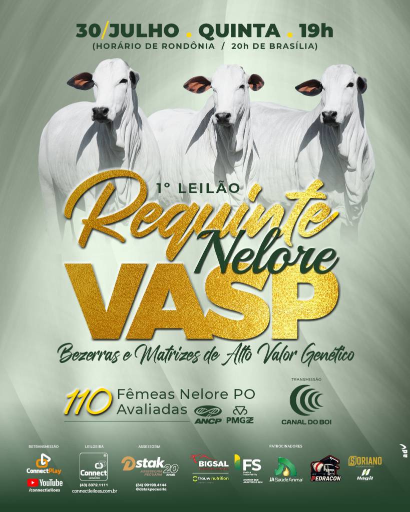 1º Leilão Requinte Nelore Vasp oferta fêmeas nelore PO avaliadas hoje no Canal do Boi