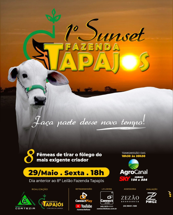 Nelore Tapajós oferta fêmeas e touros nesta sexta e sábado no AgroCanal
