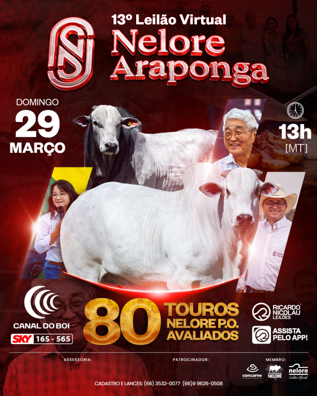 13º Leilão Nelore Araponga oferta 80 touros PO avaliados neste domingo no Canal do Boi