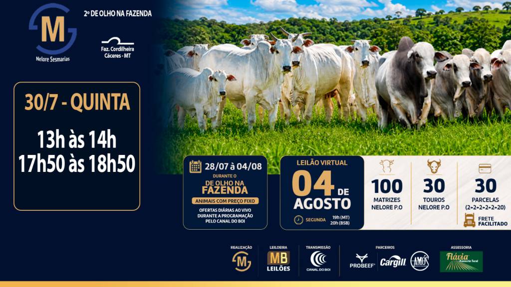 2º De Olho na Fazenda Nelore Sesmarias vende a preço fixo matrizes e touros nelore PO no Canal do Boi