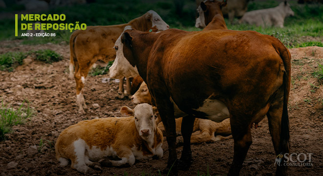 Em Santa Catarina, a cotação pecuária da maioria das categorias subiu na semana
