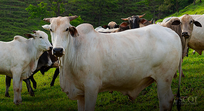 Gado brasileiro, o mais forte do mundo