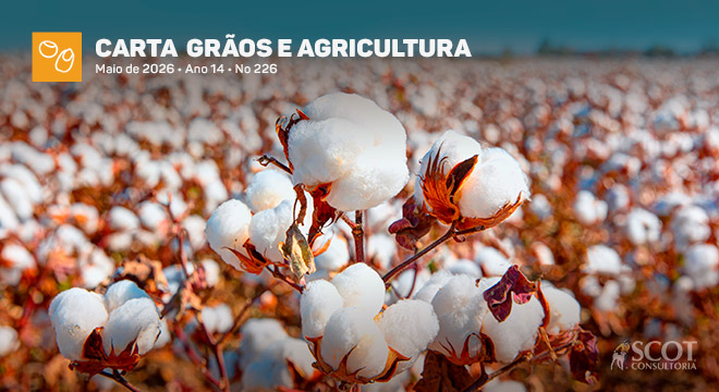 Carta Grãos e Agricultura - Recuperação da exportação de algodão