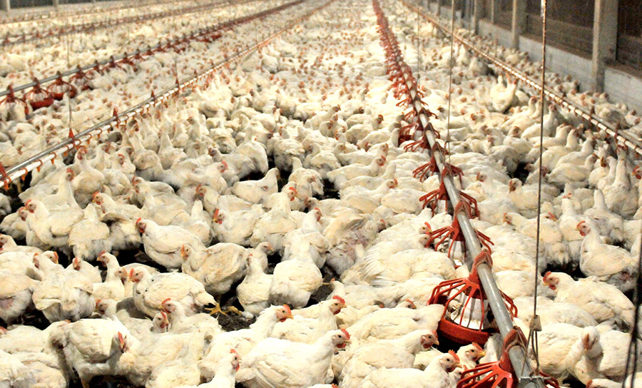 Preço da carne de frango recua em junho