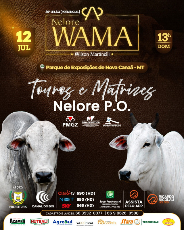 Nelore Wama coloca genética PO em destaque durante tradicional leilão em Mato Grosso