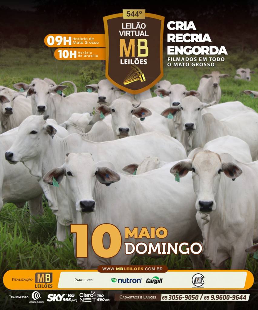 MB Leilões oferta animais para cria, recria e engorda neste domingo no Canal do Boi e Agro Canal
