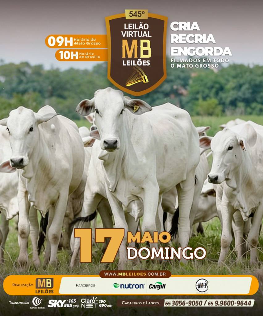 MB Leilões oferta animais para cria, recria e engorda neste domingo no Canal do Boi e Agro Canal