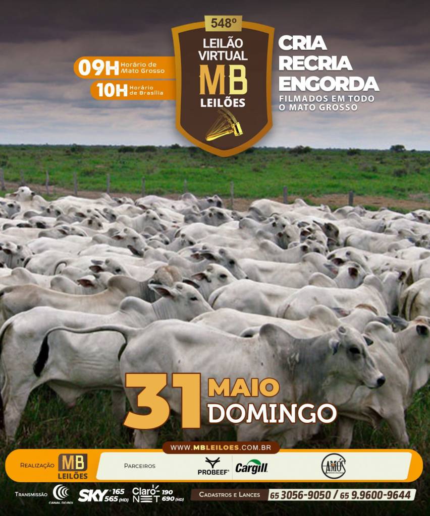 MB Leilões oferta animais para cria, recria e engorda neste domingo no Canal do Boi e AgroCanal
