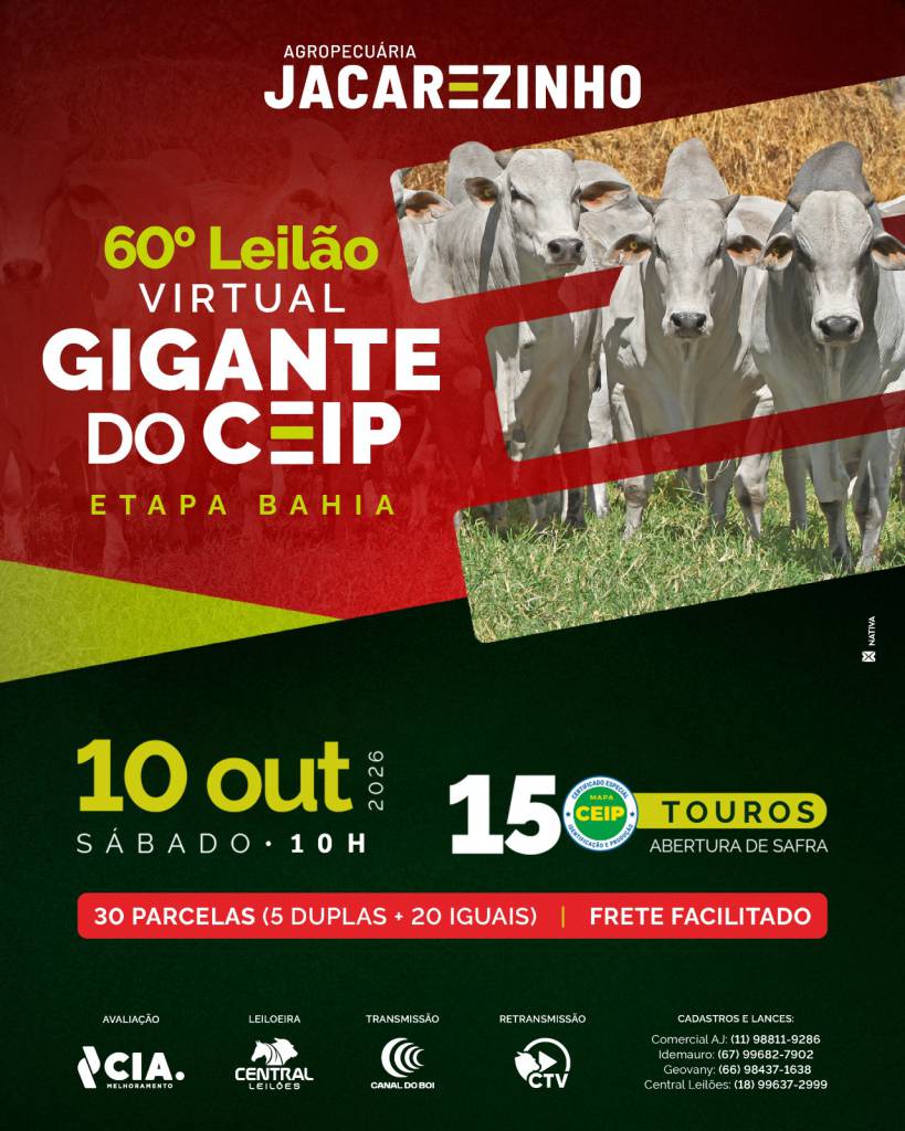 60º Leilão Gigante do Ceip Agropecuária Jacarezinho etapa Bahia hoje às 10h no Canal do Boi