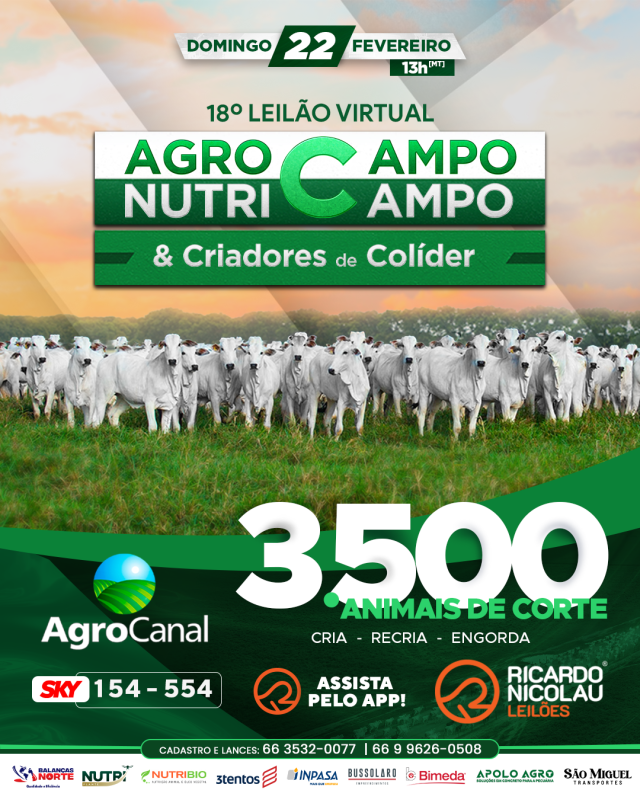 18º Leilão Agrocampo Nutricampo e Criadores de Colíder oferta animais de corte neste domingo
