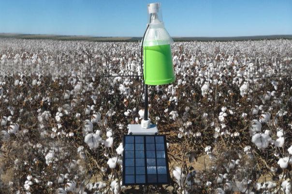 Bicudo-do-algodoeiro coloca safra de algodão do Mato Grosso sob alerta