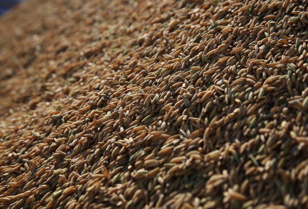 Leilão de Pepro comercializa 39,4 mil toneladas de arroz com casca