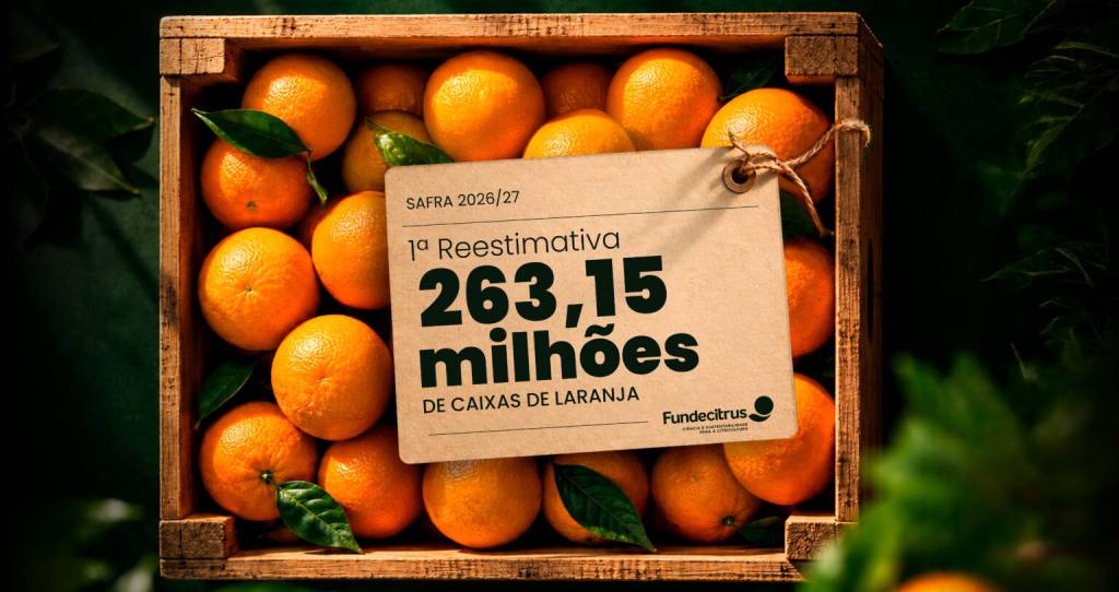 Primeira reestimativa da safra de laranja 2026/27 em SP e MG prevê produção de 263,15 milhões de caixas