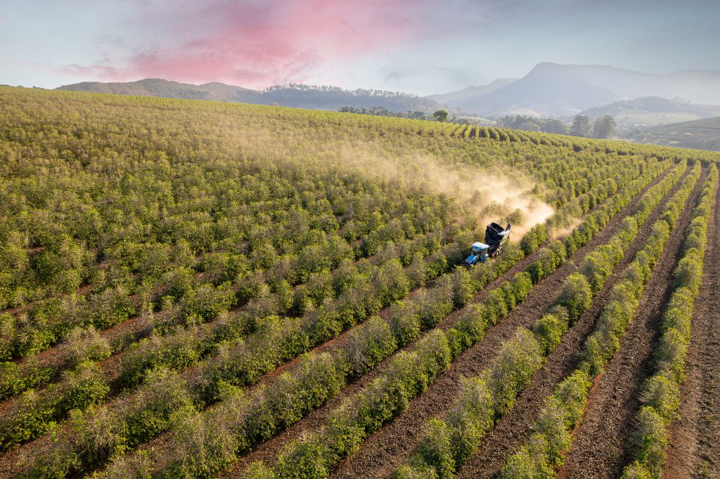 Dia mundial do café: São Paulo é destaque com rota turística e novas pesquisas