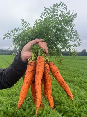 Colheita de Inverno Aumenta Oferta de Cenoura em MG e Faz Preços Caírem