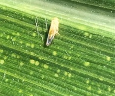 Enfezamento do milho reforça necessidade de manejo integrado para evitar perdas de até 70%