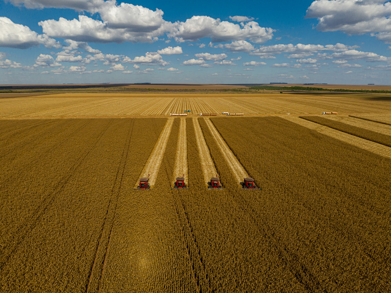AgRural: safrinha está 2,4% colhida no Centro-Sul; há perdas em áreas secas