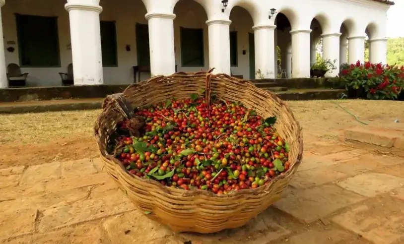 Café da Serra de Baturité conquista IG e reforça tradição sustentável no Ceará