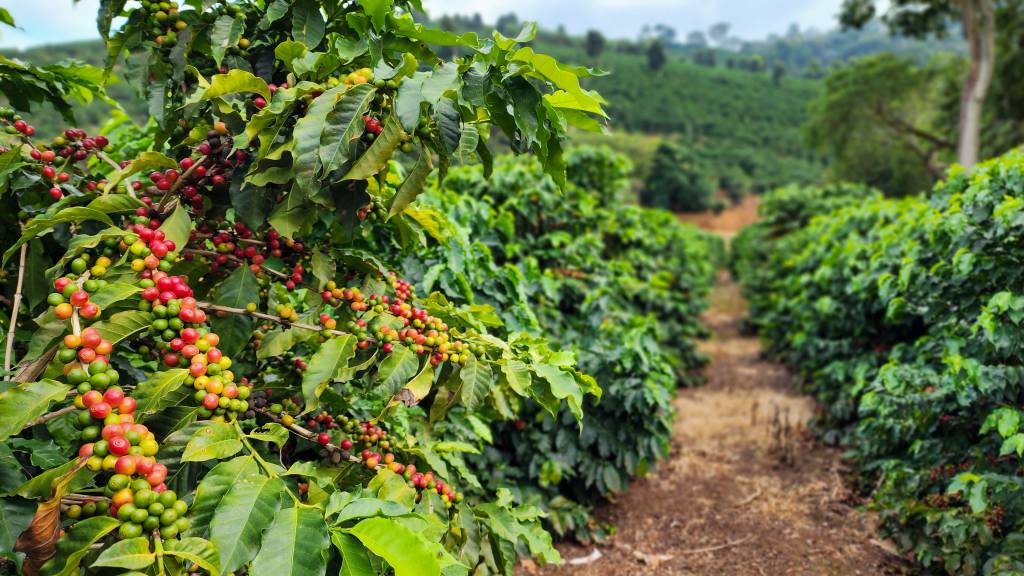 Café brasileiro começa o ano entre clima favorável e pressão externa