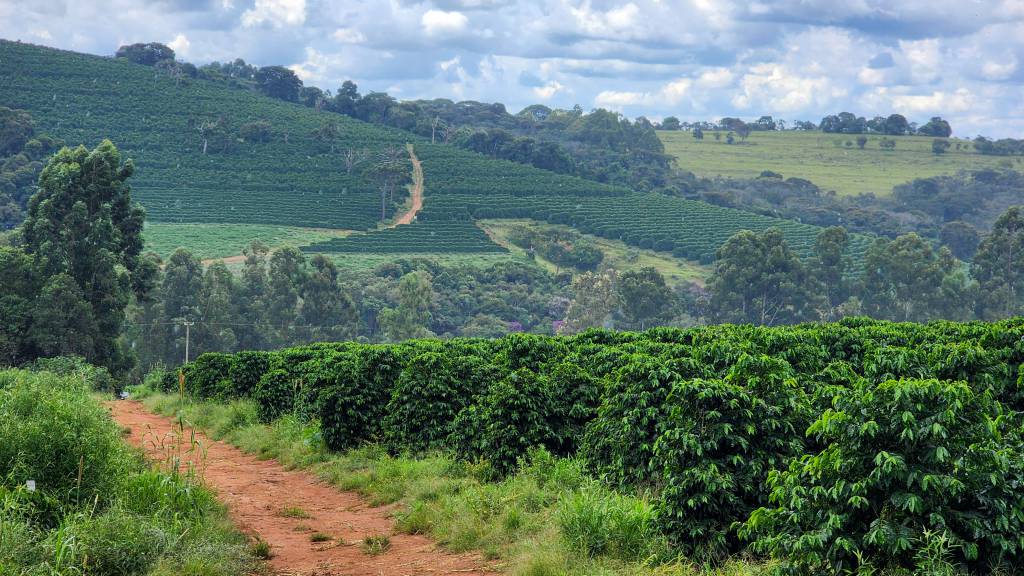 Safra de café 2026/27 é beneficiada pelas chuvas