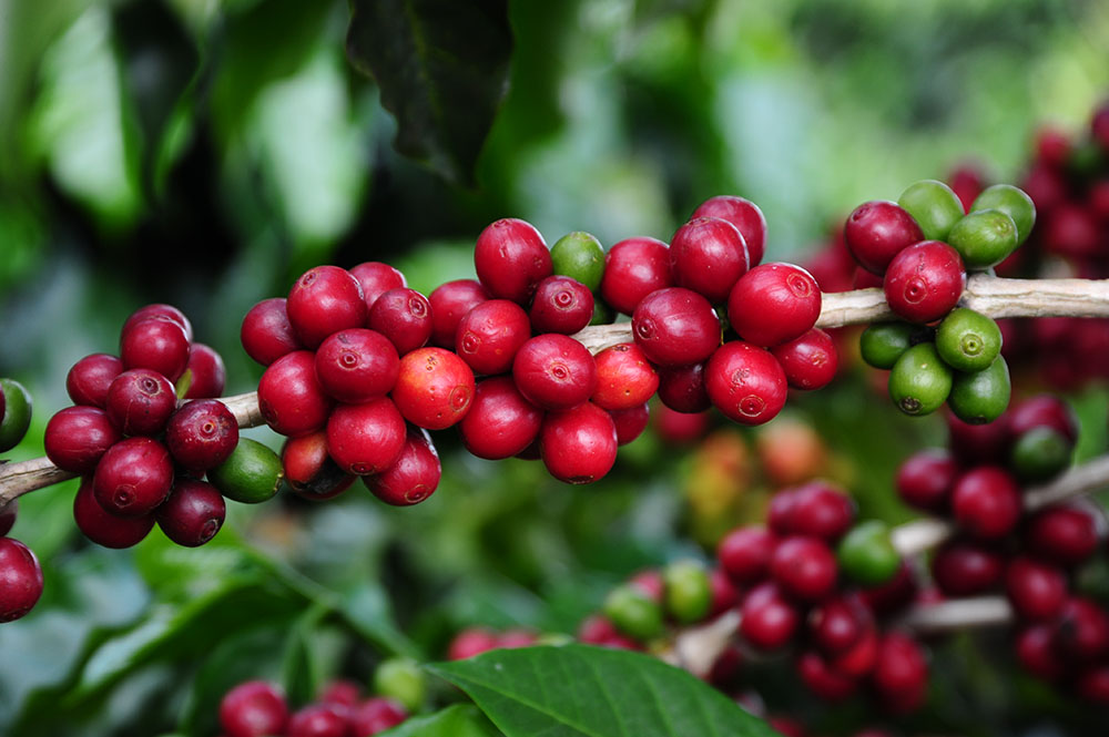 Chuvas trazem alívio a produtores do café arábica, mas preocupam os de robusta