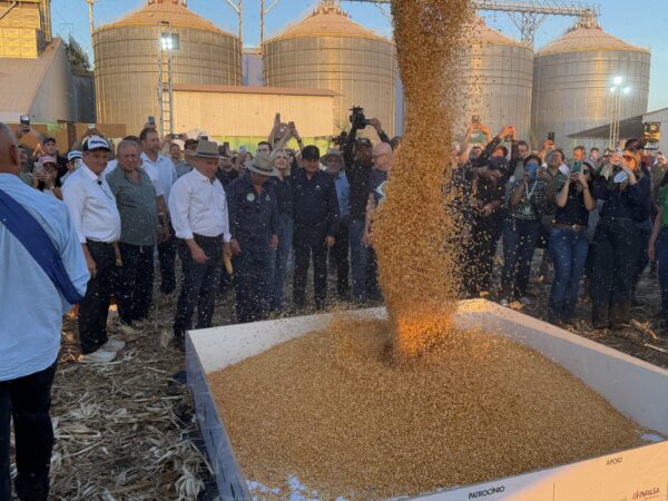 Milho segunda safra consolida renda no campo e avança na agroindustrialização de MT, avalia Famato